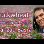 Buckwheat alternate of wheat