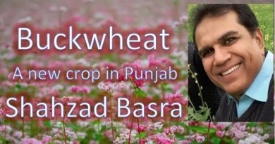 Buckwheat alternate of wheat