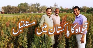 current status of Quinoa crop in Pakistan by Dr Basra