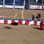 funny ostrich race