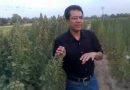 Quinoa ideal future cash crop of pakistan.3gp