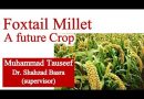 Foxtail Millet a Future Crop of Pakistan