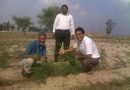 How to sow Amaranth by Dr Basra in English
