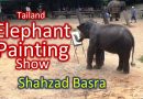 Thailand Elephant Painting Show