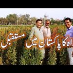current status of Quinoa crop in Pakistan by Dr Basra
