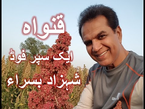 Documentary about Quinoa crop in Pakistan by Dr Basra In urdu