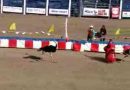 funny ostrich race