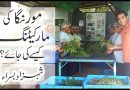 How to market moringa? Dr Shahzad basra