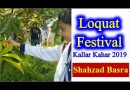 Loquat Festival by Agri Tourism Corporation at Kallar Kahar
