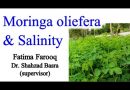 Moringa Response on Saline Conditions