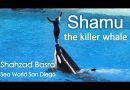 Shamu the killer whale best show at Sea World, San Diego, California. By Dr. Shahzad Basra